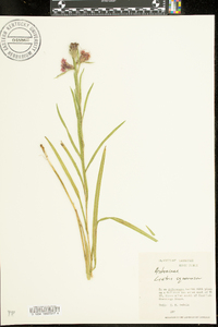 Liatris squarrosa image