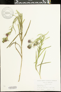 Liatris squarrosa image