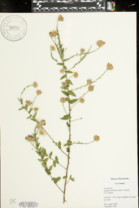 Symphyotrichum patens image