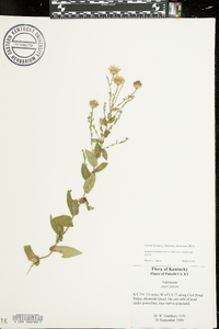 Symphyotrichum patens var. patens image