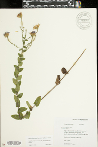 Symphyotrichum patens var. patens image