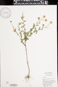 Symphyotrichum patens image