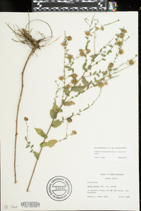 Symphyotrichum patens image