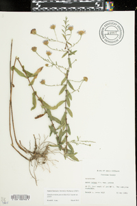 Symphyotrichum patens image