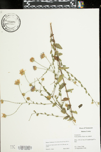 Symphyotrichum patens var. patens image