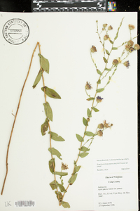 Symphyotrichum patens image