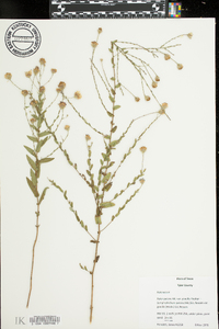 Aster gracilis image