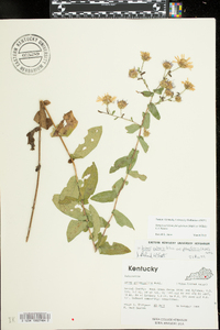 Symphyotrichum phlogifolium image