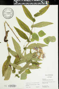 Symphyotrichum phlogifolium image