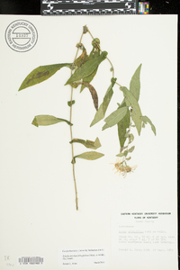 Symphyotrichum phlogifolium image