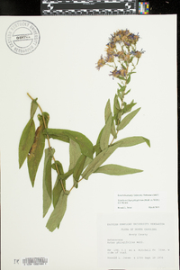 Symphyotrichum phlogifolium image