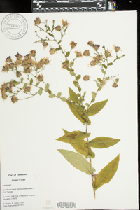 Symphyotrichum phlogifolium image