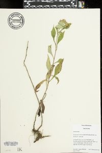 Symphyotrichum prenanthoides image