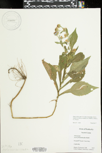 Symphyotrichum prenanthoides image