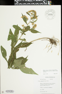 Symphyotrichum prenanthoides image