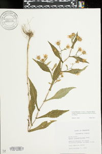 Symphyotrichum prenanthoides image