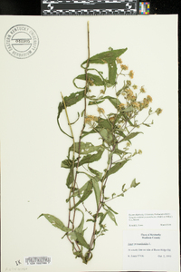 Symphyotrichum prenanthoides image