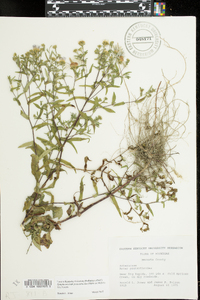 Symphyotrichum prenanthoides image