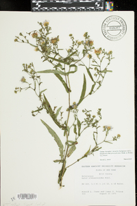 Symphyotrichum prenanthoides image