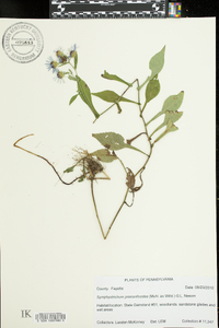 Symphyotrichum prenanthoides image