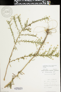 Symphyotrichum racemosum image