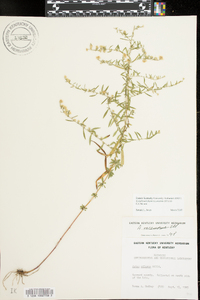 Symphyotrichum racemosum image