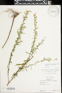 Symphyotrichum racemosum image