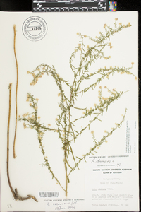 Symphyotrichum racemosum image