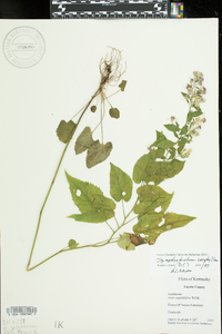 Symphyotrichum urophyllum image