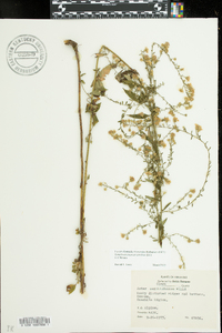 Symphyotrichum urophyllum image