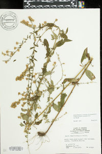 Symphyotrichum urophyllum image