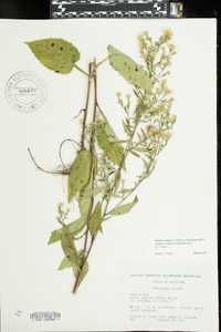 Symphyotrichum urophyllum image