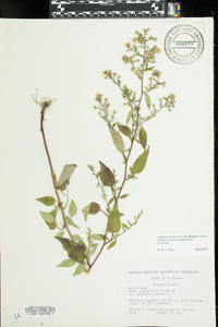 Symphyotrichum urophyllum image