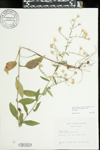 Symphyotrichum urophyllum image