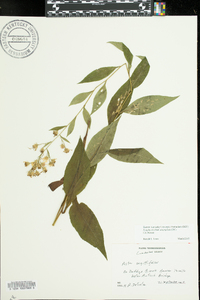 Symphyotrichum urophyllum image