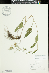 Symphyotrichum urophyllum image