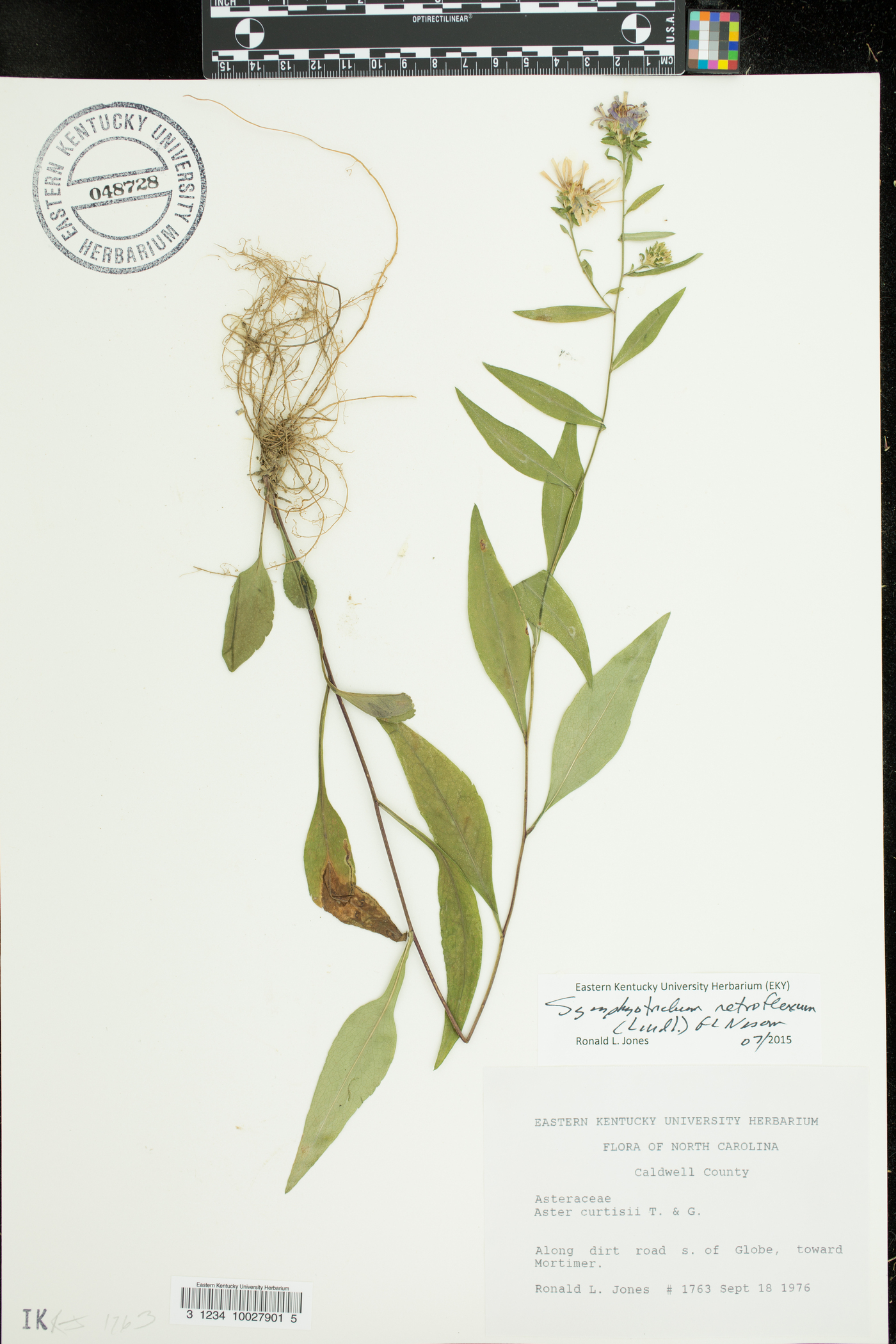 Symphyotrichum retroflexum image