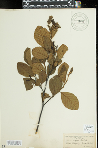 Alnus rugosa image