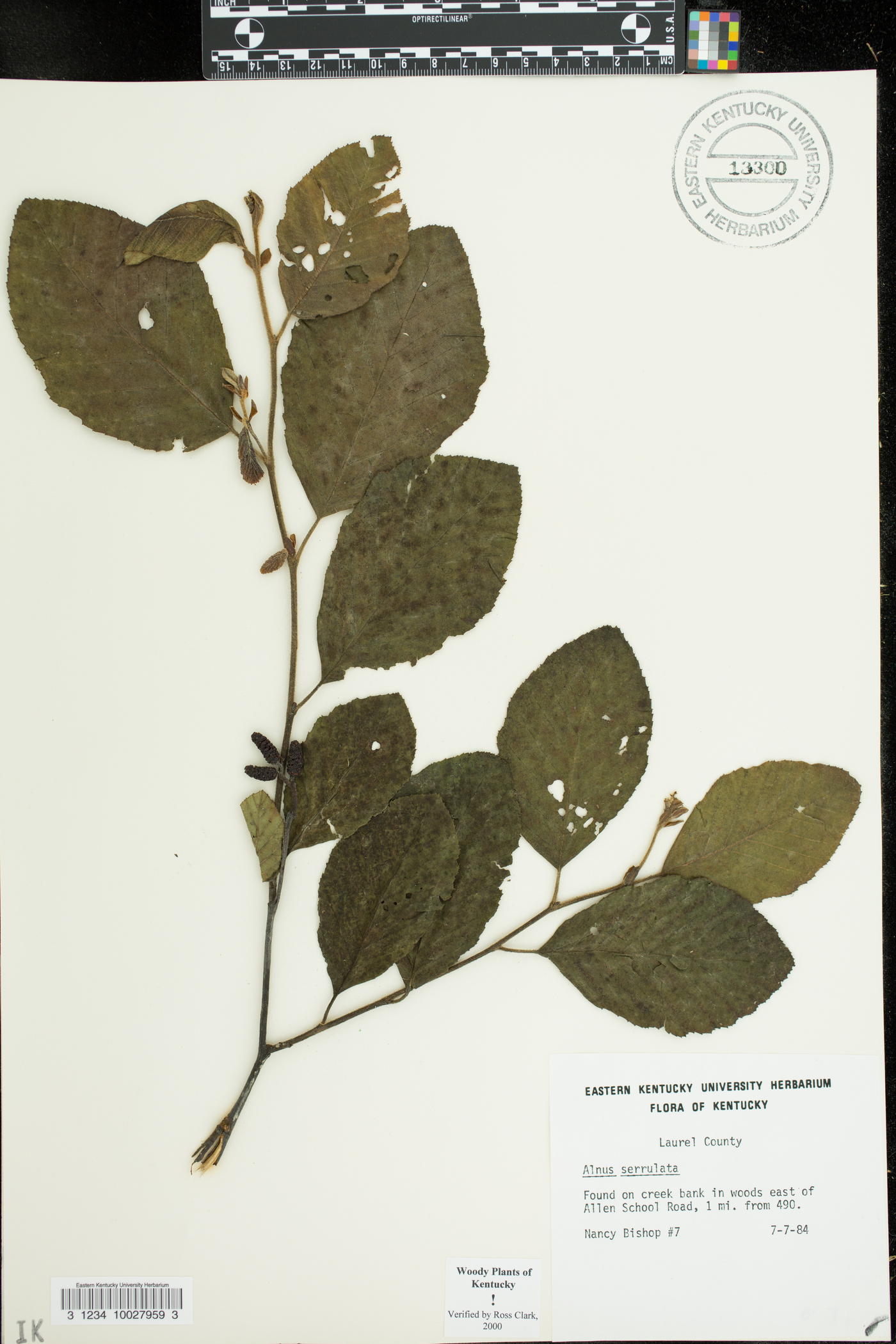 Alnus serrulata var. subelliptica image