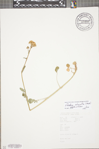 Packera obovata image