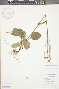 Packera obovata image