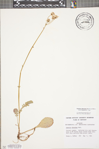 Packera obovata image