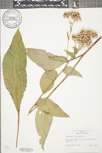 Parthenium integrifolium image