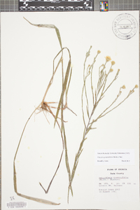 Pityopsis graminifolia image