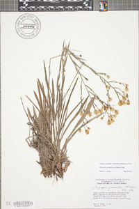 Pityopsis graminifolia image