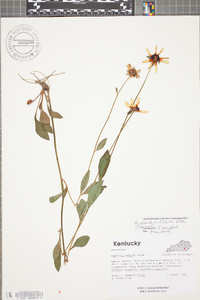 Rudbeckia fulgida image