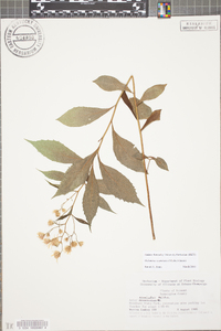 Oclemena acuminata image