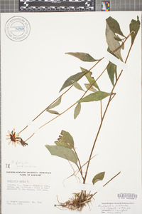 Rudbeckia fulgida var. umbrosa image