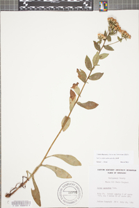 Sericocarpus asteroides image