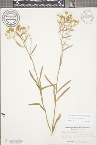 Sericocarpus linifolius image